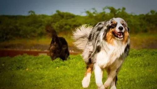 怎么训练澳洲牧羊犬 最需要强化警惕性训练 | 澳洲牧羊犬