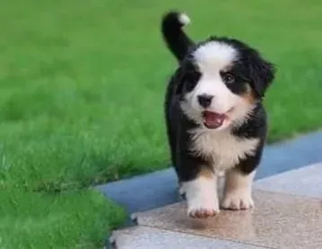 伯恩山犬|怎样快速的解决好伯恩山犬挑食的恶习