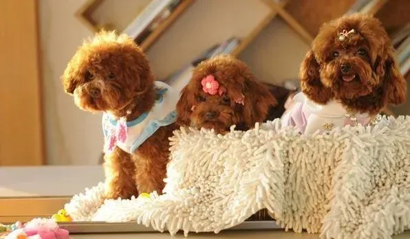 贵宾犬|孕育最出色的狗狗 贵宾犬满月时的注意事项