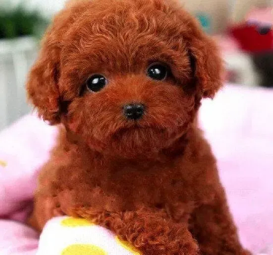泰迪犬|泰迪犬一年需要注射几针疫苗