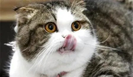 猫会得抑郁症吗 猫咪抑郁症9大表现 | 猫