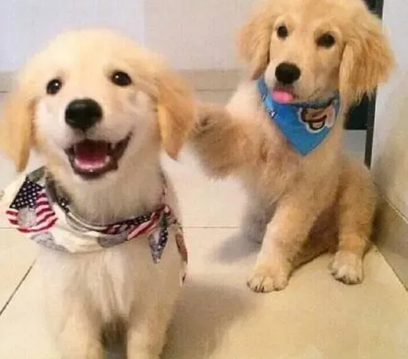 金毛|金毛犬严重贫血请问医生如何治疗