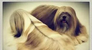 拉萨犬一般怎么大小便 及时带它到卫生间 | 拉萨犬