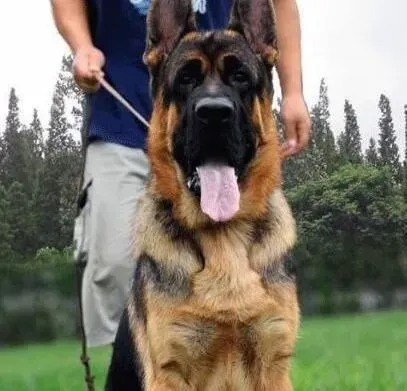 德国牧羊犬|自制营养又美味的德国牧羊犬狗粮-鸡肉拌饭