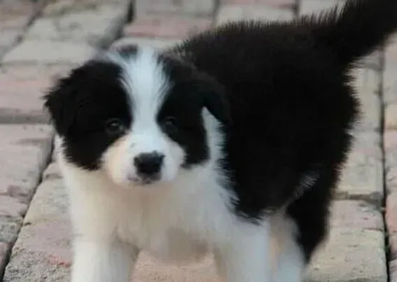 边境牧羊犬|边境牧羊犬可以喝自来水吗  会不会生病