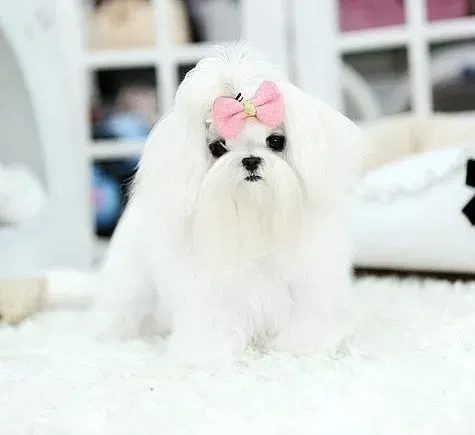 马尔济斯|马尔济斯犬有口臭怎么办 需要刷牙吗