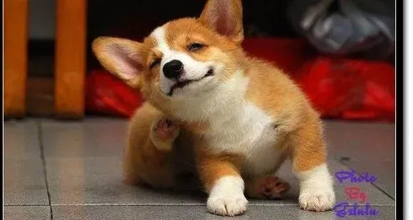 柯基犬|柯基犬掉毛了 怎么办