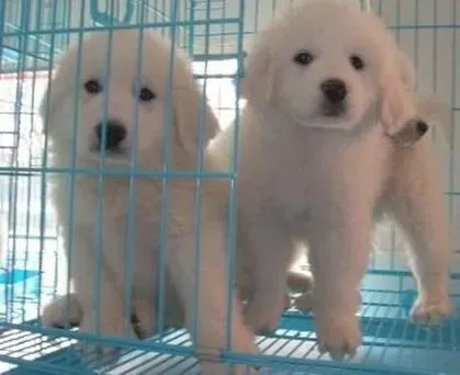 大白熊犬|怎样帮助大白熊犬拔耳毛，求方法