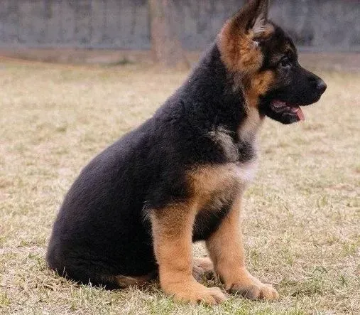 德国牧羊犬|德国牧羊犬细小病毒的预防、确诊和护理