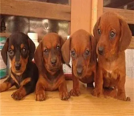 腊肠犬|腊肠犬最近总呕吐是怎么了