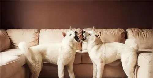 有纯白色的秋田犬吗 秋田犬其实是有白色的 | 秋田犬