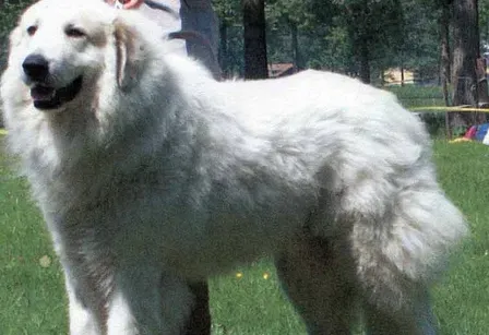 大白熊犬是哪里的 古罗马人带到西班牙的犬种 | 大白熊犬
