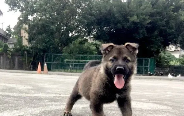 新北警犬队生力军加入！小萌汪架式十足网友全融化
