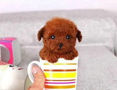贵宾犬|如何让贵宾犬喜欢待在它专用的笼子里