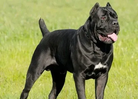 卡斯罗咬人吗 卡斯罗犬性情勇猛 | 卡斯罗
