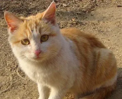 猫发情乱尿 为了更好的吸引异性 | 猫