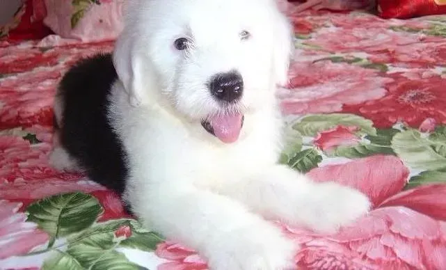 古代牧羊犬|两个月的古代牧羊犬吃些什么好