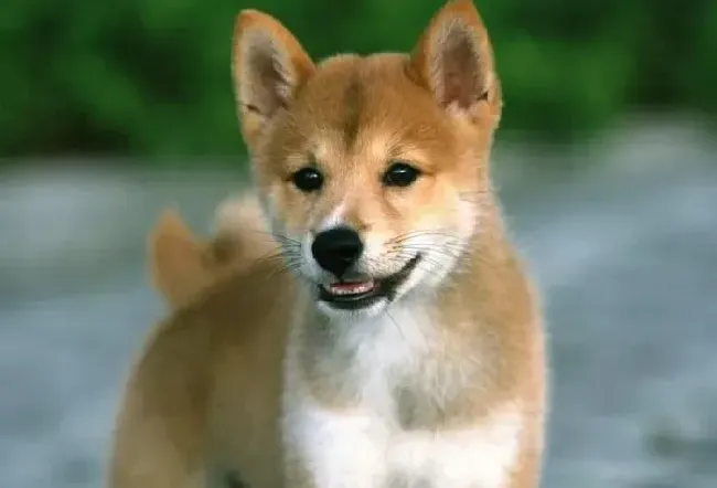 秋田犬|如何避免秋田犬热情的“拥抱”