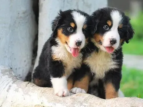 伯恩山犬|家传训练秘籍 如何训练伯恩山犬学会拒绝陌生人的食物