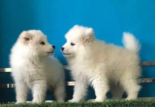 萨摩耶|请医生看看我的萨摩耶得的真是细小么