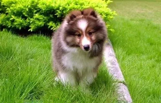苏格兰牧羊犬|苏格兰牧羊犬最近掉毛，身上有皮屑怎么办