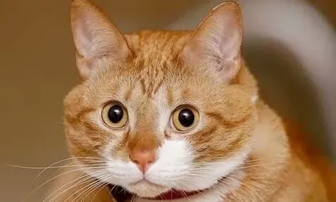 猫传染病 猫瘟传染性极高毁灭性也极高 | 猫咪