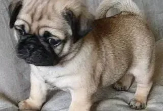 巴哥犬|巴哥犬患上尿毒症的原因与治疗