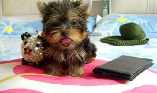 约克夏|约克夏可以吃哪些蔬菜