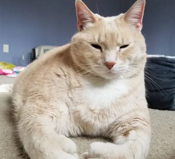 爱猫情侣想收养第三只猫 意外被一只橘喵吉拉吸引 | 猫