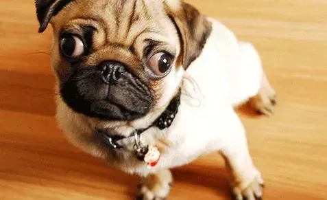 巴哥犬|最好的美容技巧之如何给巴哥犬修理脚部