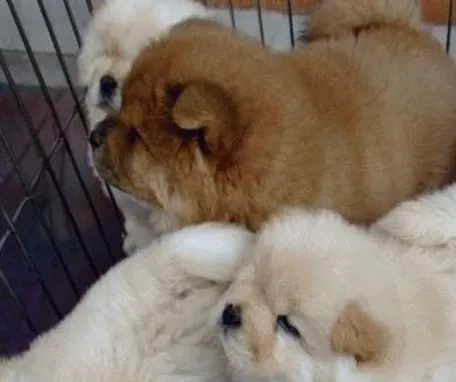 松狮犬有迷你种吗 松狮犬标准身高为45到51厘米 | 松狮犬