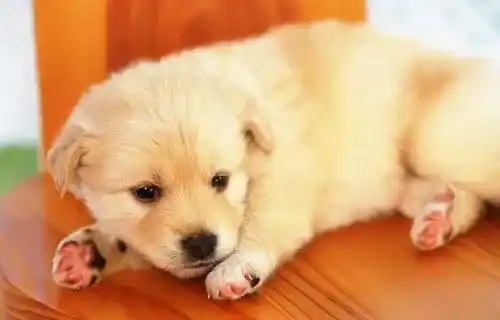 狗狗骨折了吃什么?  紧急救护很重要 | 