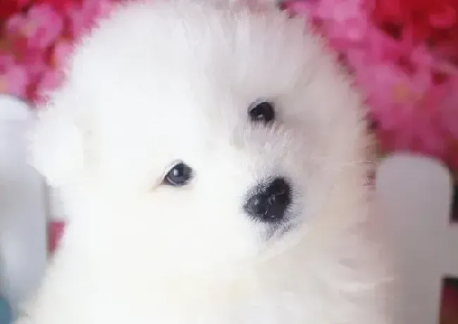 萨摩耶|请医生看看我的萨摩耶得的真是细小么