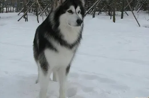 阿拉斯加犬|奖惩有道  奖励和惩罚阿拉斯加犬有哪些要点