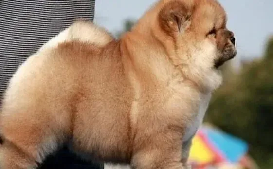 松狮犬|松狮犬最近没有食欲，有点发烧如何是好