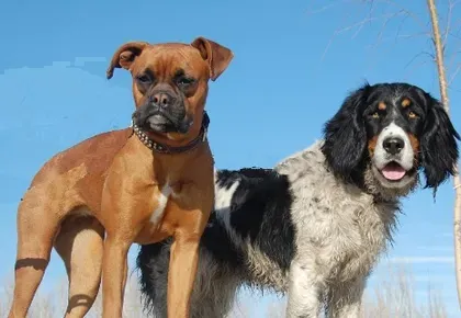 拳狮犬怎么养 该犬较容易患遗传病 | 拳狮犬