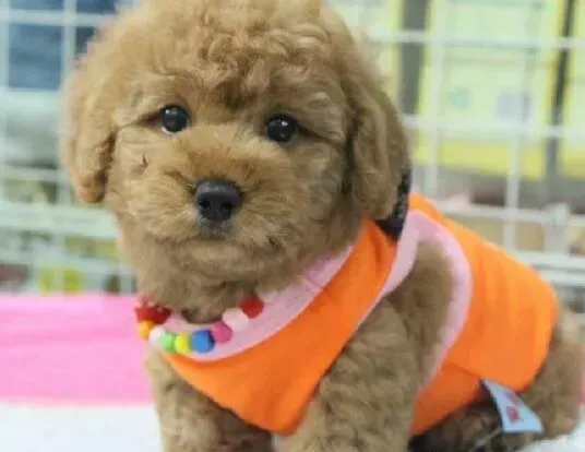 泰迪犬|泰迪犬肚子里有球虫天天拉稀怎么治疗
