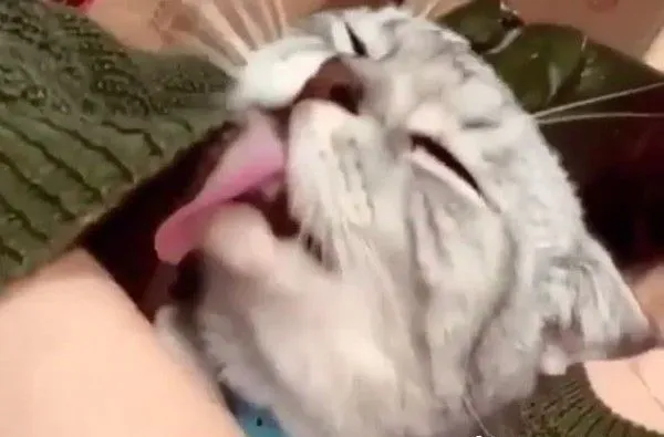 喵皇为奴才理毛 舔到牵丝海苔却浑然不知 | 猫