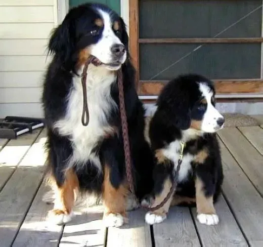伯恩山犬|如何训练伯恩山犬独立生活的能力