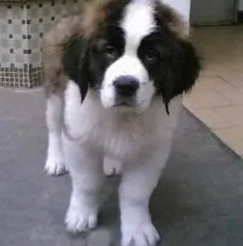 圣伯纳犬|美食调配 如何让圣伯纳犬喜欢上狗粮