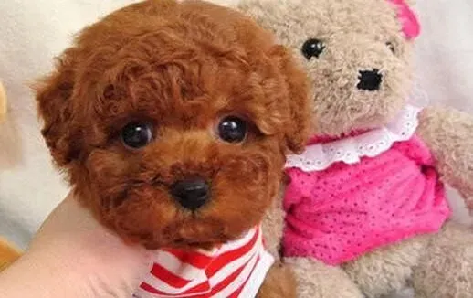 泰迪犬|怎样做好泰迪犬毛发的美容spa