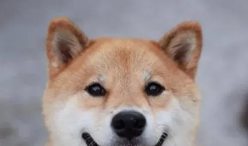 柴犬立耳朵时间 正常情况下四十天左右开始立耳 | 柴犬