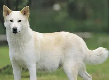 卡南犬的性格 对家庭成员投入且温顺 | 卡南犬