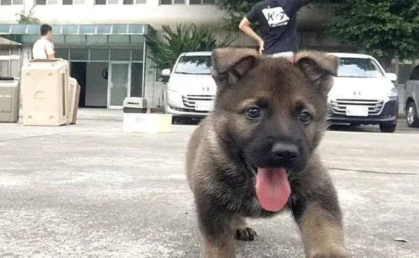 新北警犬队生力军加入！小萌汪架式十足网友全融化 | 狗