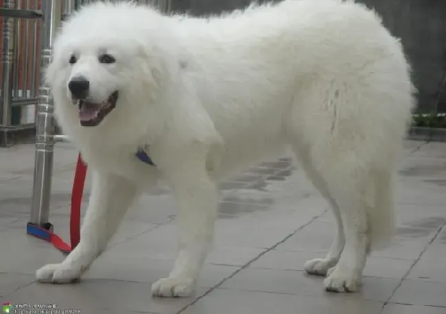 大白熊犬|大白熊犬生病时期的养护方法