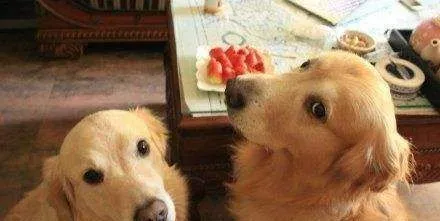 金毛吃什么有营养 金毛最有营养的食物是这个 | 金毛