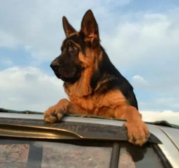 德国牧羊犬|德国牧羊犬细小病毒的预防、确诊和护理