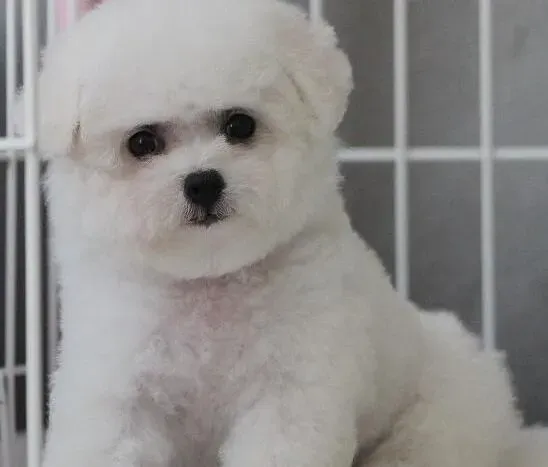 比熊犬|营养知识 怎样制定比熊犬的饮食