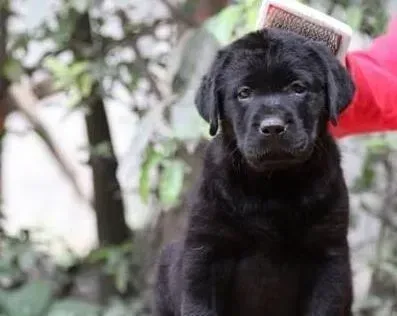 拉布拉多|拉布拉多犬毛发稀疏的原因和解决方法