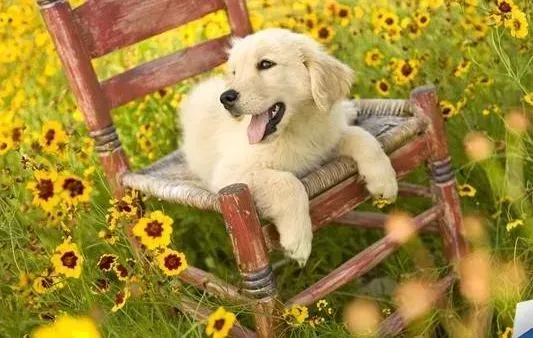 拉布拉多|哪些奖励方式是拉布拉多犬最喜欢的